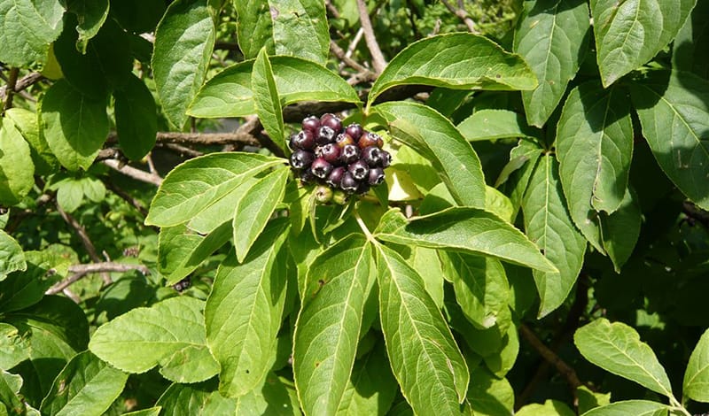 Элеутерококк - 3
