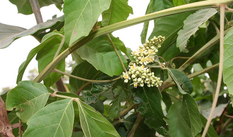 Гуарана - 3