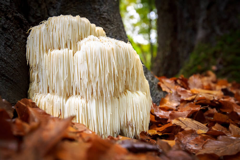 Ежовик гребенчатый (Hericium erinaceus) - 1