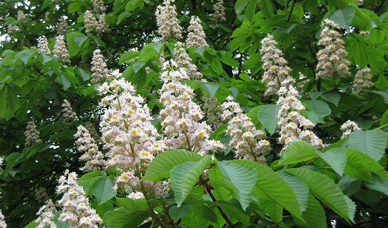 Каштан конский - 4
