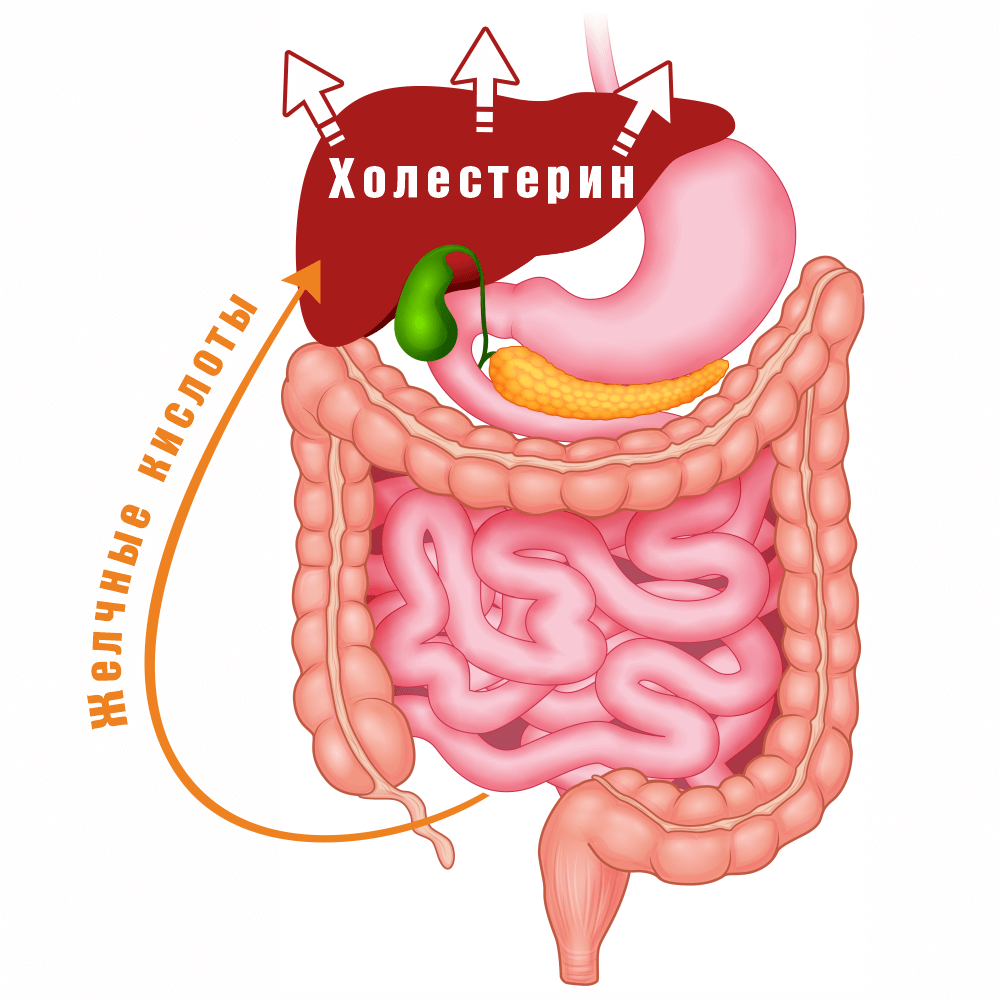 Холестерол схема 3.png