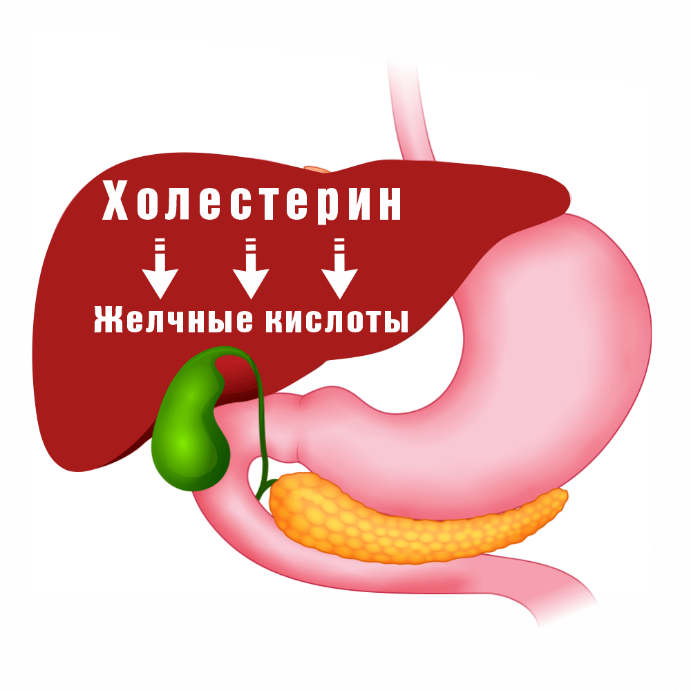 Холестерол схема 1.png