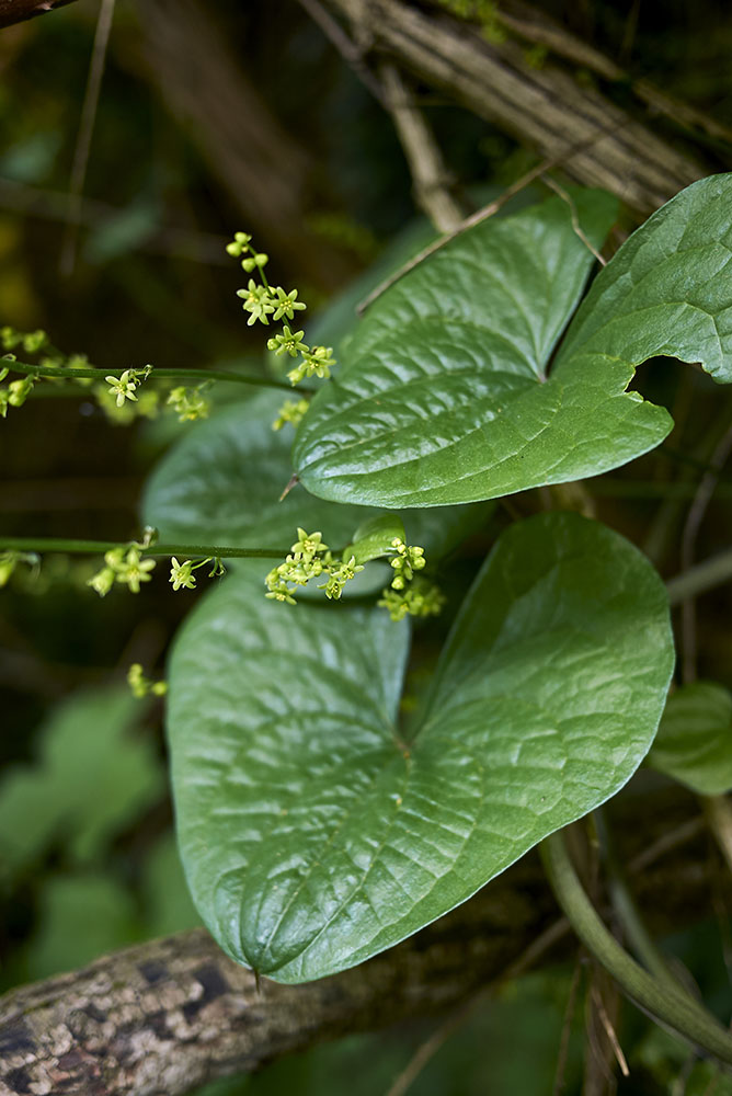 Depositphotos_453743908_xl-2015.jpg